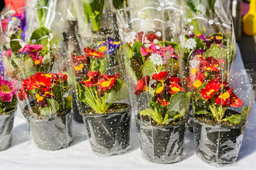 Close up beautiful primula flowers for sale