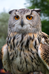 European Eagle Owl