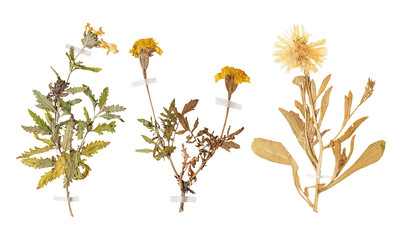 Fototapeta premium Set of wild dry pressed flowers and leaves