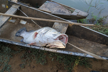 Caught big fish lies in a fishing boat, Niger River, Niger