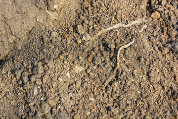 Brown soil texture with dry root