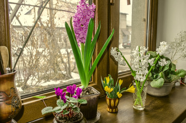 Fototapeta na wymiar Spring flowers hyacinths, cyclamen blossom on the windowsill 