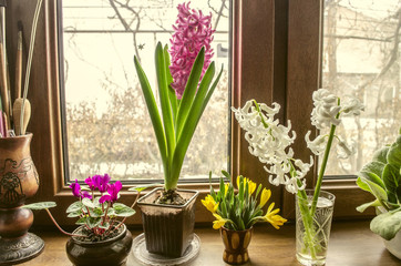 Spring sunny day on the windowsill blossom flowers hyacinths and cyclamen

