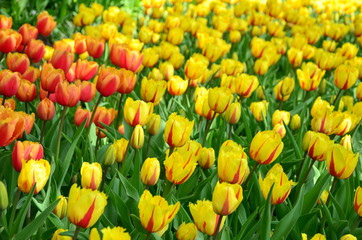 Obraz premium Yellow tulips in the Keukenhof park in Netherlands