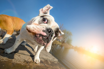 English bulldog dog shaking off water after swimming