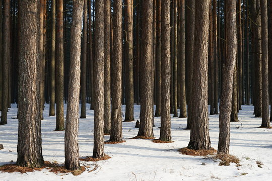 Fototapeta forest