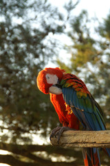 Ara - rotbunter Papagei