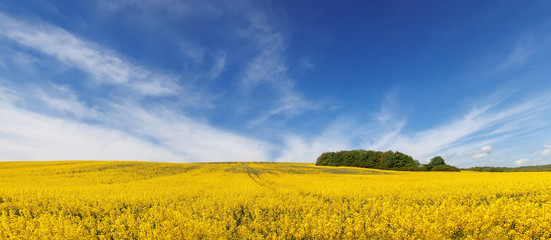 panorama of beautiful field of yellow flowers under amazing cloudy sky. natural summer or spring background