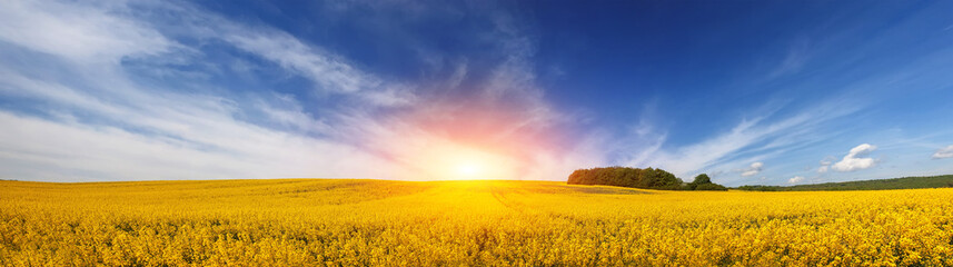 panorama of beautiful field of yellow flowers under amazing cloudy sky. natural summer or spring background