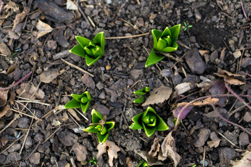 grüne Blume