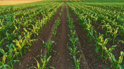 field of fresh young corn stalks cornfield