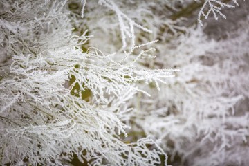 Winter trees with white rime