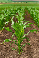 field of fresh young corn stalks cornfield