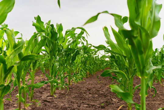 field of fresh young corn stalks cornfield