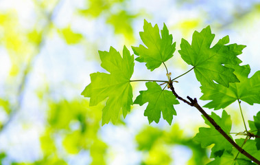 Obraz na płótnie Canvas green leaves
