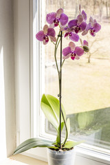 Purple flowers orchids with white streaks at the window.