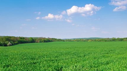 green field and blue sky