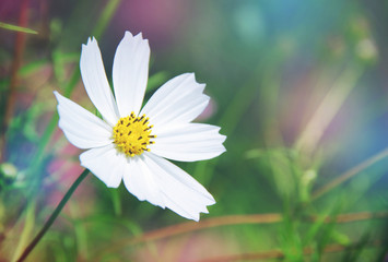 Cosmos flowers blooming in the garden