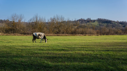 cow grazes on a meadow a rustic landscape