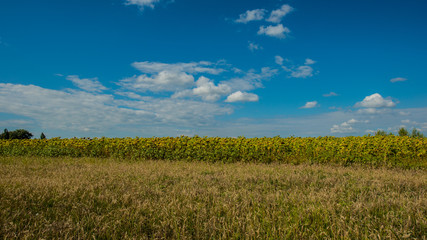 Agricultural field of sunflower and sky