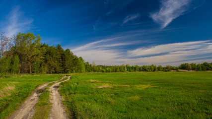 Spring landscape forest and dirt road