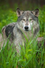 Naklejka na ściany i meble Grey Wolf (Canis lupus) Stares Out With Grass in Foreground
