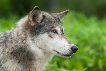 Grey Wolf (Canis lupus) Profile to Right