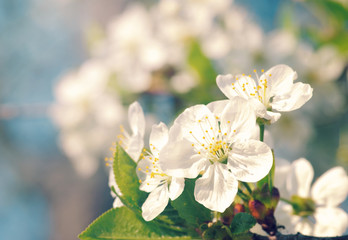 flowers