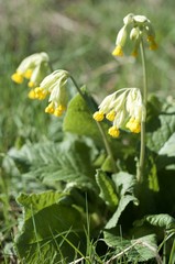Primula veris