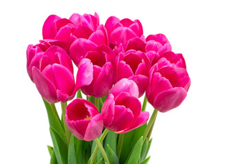 tulips on white background, close up
