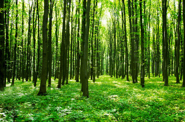 Obraz premium forest