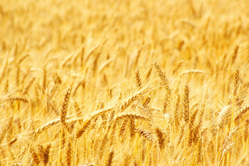 Fields of wheat at the end of summer fully ripe