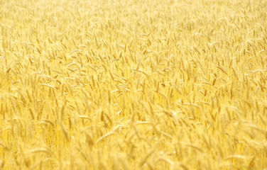  wheat