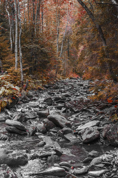 Fototapeta black and white landscape forest river stones wooden