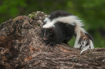 Striped Skunk (Mephitis mephitis) Perches on Log