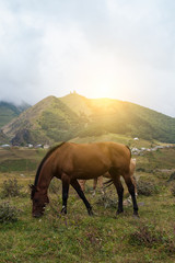 Fototapeta na wymiar Mountain landscape with grazing horses