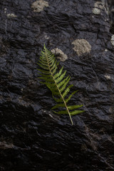 Fern on pile of wet black stones