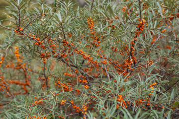Naklejka na ściany i meble Branch with berries of sea buckthorn and green leaves