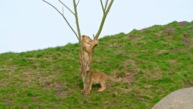 two lion cub playing and climbing a tree