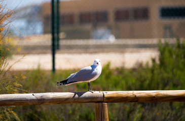 Ichthyaetus audouinii, endangered specie. Colonia in Murcia, in the Regional Park of the Salinas and arenales of San Pedro of Pinatar, in the Mar Menor, Spain.