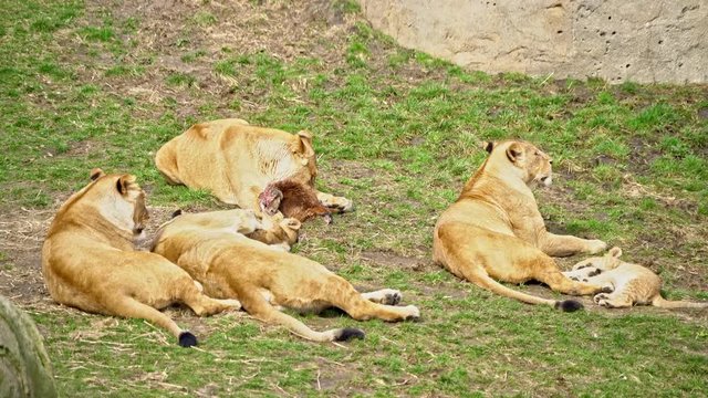 group of lions with cubs eating prey in grass field
