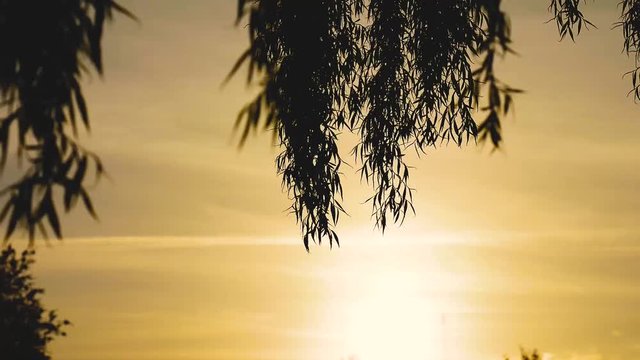 branches and leaves of a weeping willow tree moves in the wind during sunset on a spring day in backlight