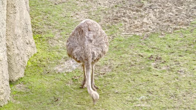 Ostrich Eating and enjoying fresh grass