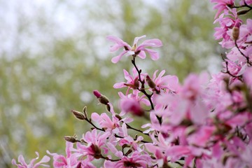 Ast einer rosa sternförmigen Magnolie (Magnolia Loebneri, Leonard Messel) vor grünem Hintergrund