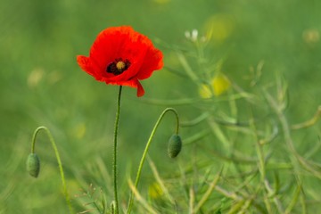 Flowering poppy