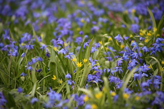 Wiesen mit Blausternchen (Scilla Siberica) im Frühling April