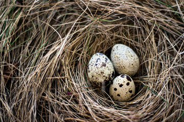 Naklejka na ściany i meble Birds nest with three eggs in hay.