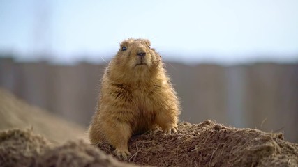 Prairiedog sitting and looking around