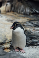 Rockhopper penguin in the zoo