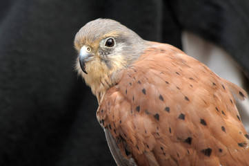Kestrel perched on falconers glove